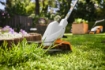 PictureAltAttribute - STIHL-FSA-30-Grastrimmer-jpg